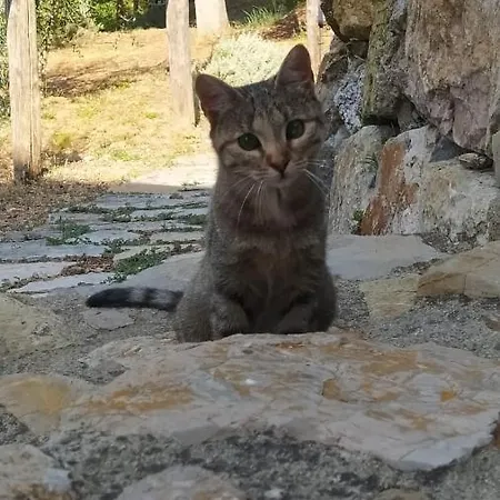 Mommialla Il Baluardo * גאמבאסי