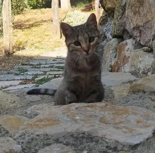 Mommialla Il Baluardo * Gambassi Terme